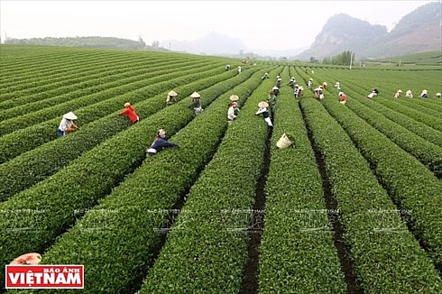 moc chau tea festival opens