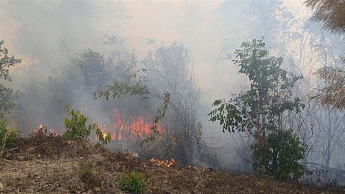 hcm city increases patrols after forest fire threat