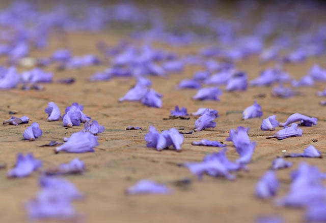 vibrant violet flamboyant flower season in da lat