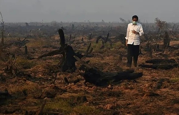 Tropical forest the size of England destroyed in 2018: Report