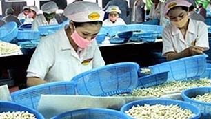 Widening cashew nut export market
