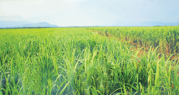 firms eye agriculture as lucrative new field