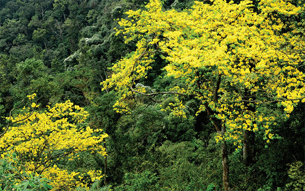 halong in bloom