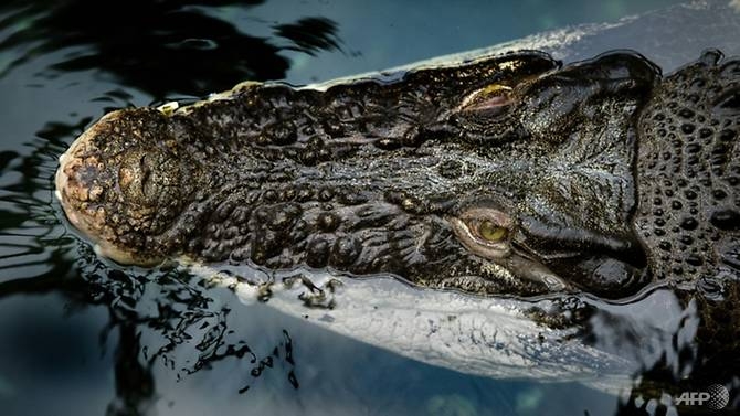 50 live crocodiles from malaysia seized at london airport