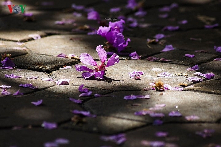 hanoi turns purple with crape myrtle flowers
