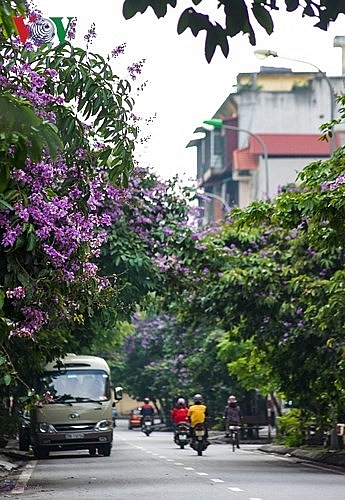 hanoi turns purple with crape myrtle flowers