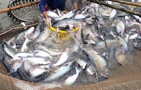 US to investigate catfish production in Vietnam