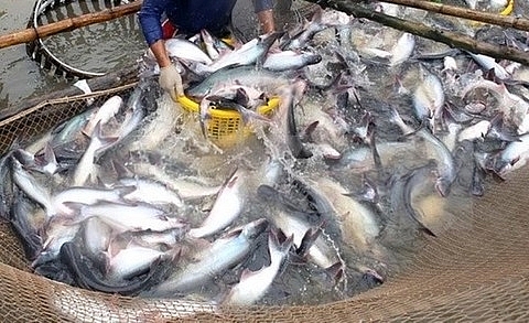 us to investigate catfish production in vietnam