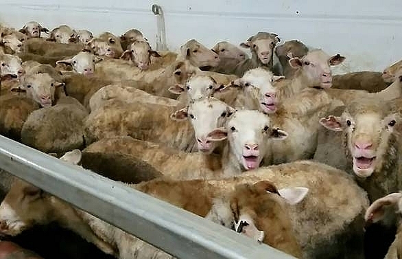 Australia restricts live sheep exports after shocking treatment