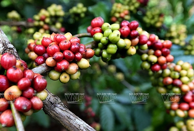 italian coffee producers highly evaluate vietnamese coffee beans