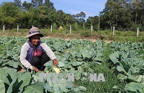 Tra Vinh farmers lend farmland for free to poor
