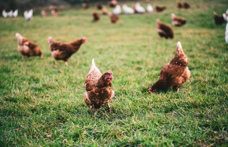 Japfa policy change irks chicken farmers