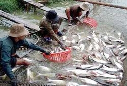 vietnamese tra fish now recognised globally