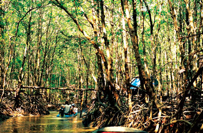 U Minh Ha 2 PATuan The Cajuput Forest of U Minh Ha 