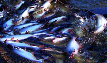 major challenges face vietnamese tra fish