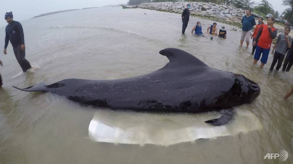 whale dies in thailand after swallowing 80 plastic bags