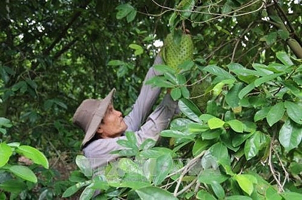 mekong delta islet gives up rice switches to soursop