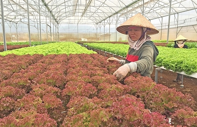 Greenhouses damage Dalat’s scenery and climate