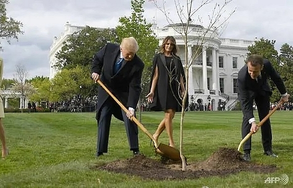 Tree symbolising Trump-Macron friendship has died