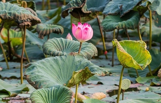 Lotus pond in Uncle Ho's hometown