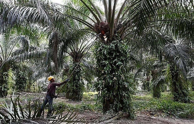 Malaysia: Palm-oil industry urges gov’t to let foreign workers return