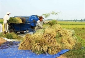 Large-scale rice farms become operational