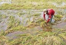 Agricultural insurance to take root