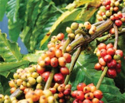 Vietnamese Arabica coffee appeals to world consumers