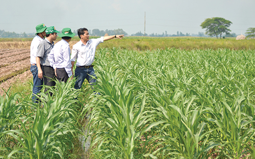 cashing in on rice to corn rotation