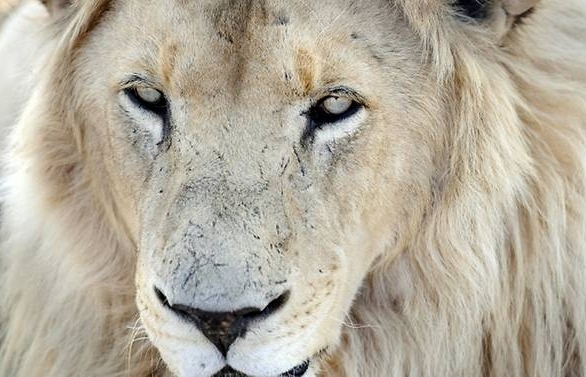 Fair game? Lions eat poachers on South Africa reserve