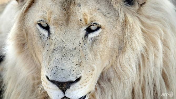fair game lions eat poachers on south africa reserve