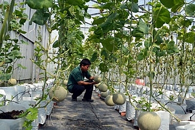 farmers grow more honeydew melons by irrigation drip method