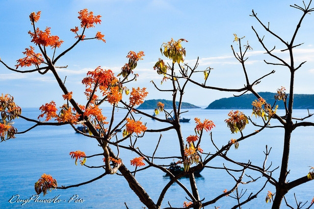 beautiful firmiana simplex flowers in cham island