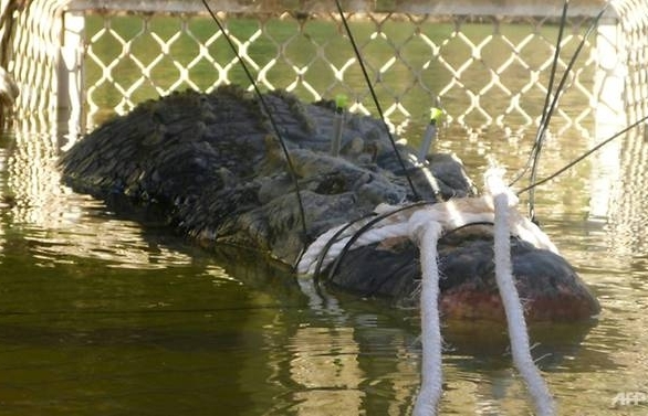 Australia monster croc caught after eight-year hunt