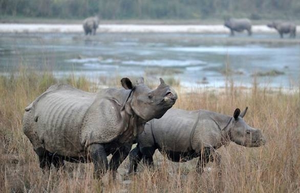 Nepal embarks on "rhino diplomacy" with rare gift to China