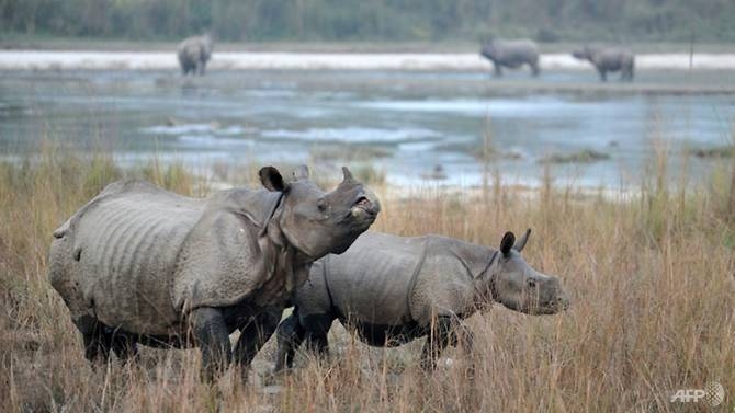 nepal embarks on rhino diplomacy with rare gift to china