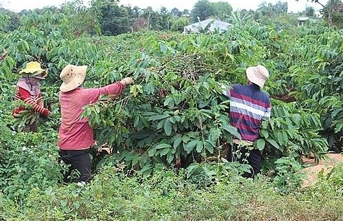 Gia Lai replaces old coffee trees with new trees