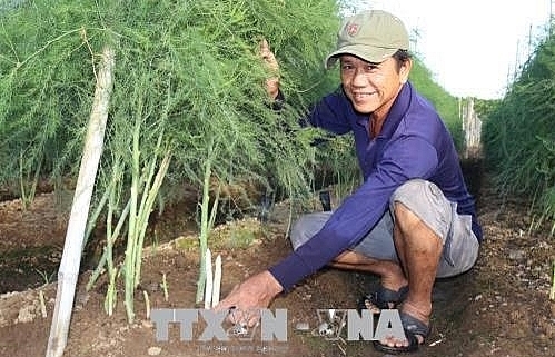 Green asparagus offers high profits for Ninh Thuan farmers