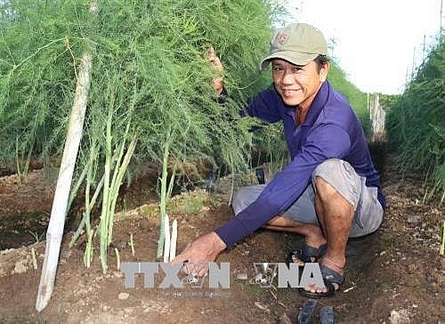 green asparagus offers high profits for ninh thuan farmers