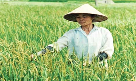 chinas appetite for local rice