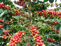 Vietnam achieves No1 coffee exporter position