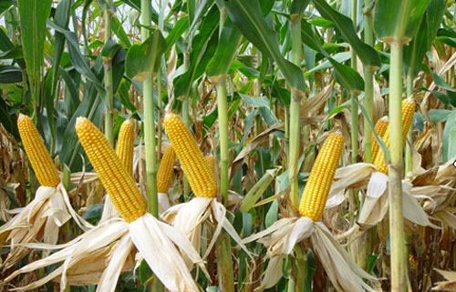 experts urge gmos be removed from banned list