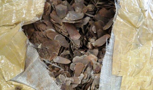 42kg of pangolin scales found in luggage at ho chi minh city airport