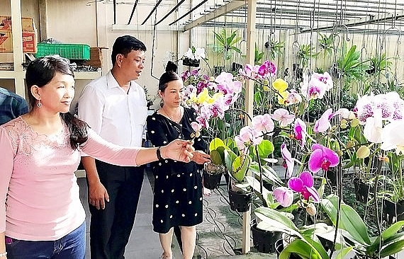 HCM City seeks to expand orchid market