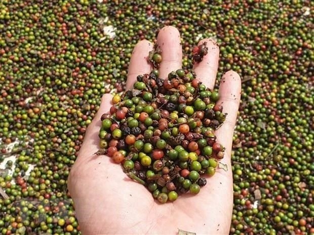 Vietnam pepper exports reclaim billion-dollar mark after a decade