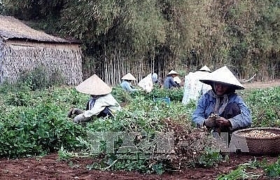 Project helps create sustainable livelihood for farmers in Tra Vinh