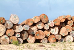Vietnam denies illegal timber trade with Laos