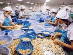 Cashew export values rise 25 per cent in first eight months