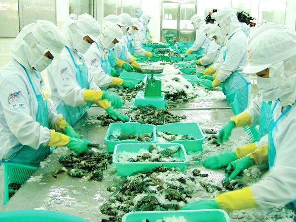 restoring order in shrimp material export an urgent need