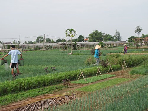 visiting tra que vegetable village